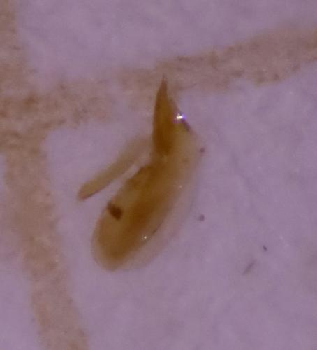 Réf. 317 387 : Proteinus ovalis
